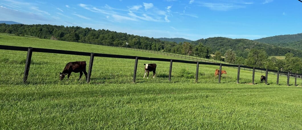Cows in Western Albemarle