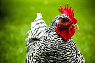 Image Courtesy of https://www.flickr.com/photos/numstead/1198862432/