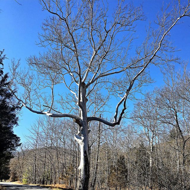 Sugar Hollow tree