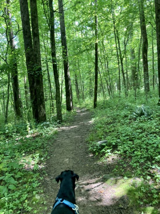 Dog and a trail