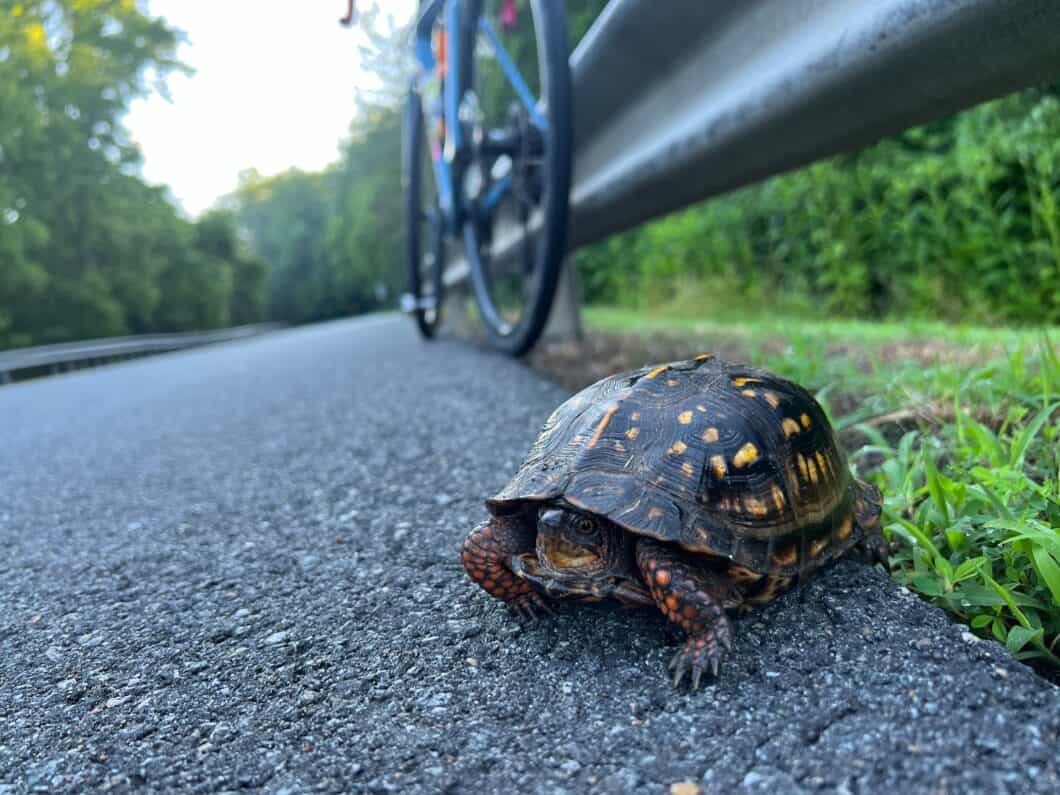 Turtle and a bicycle