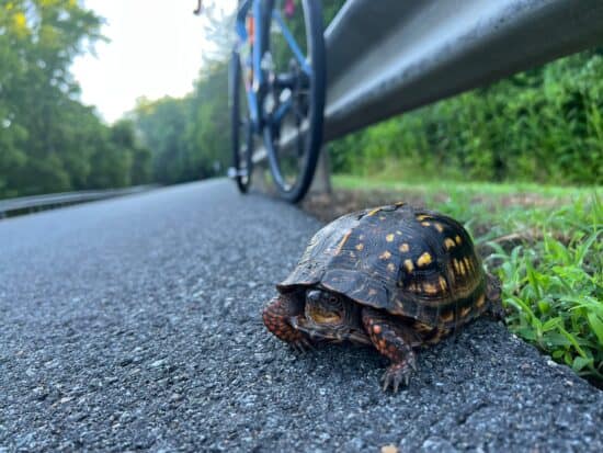 Turtle and a bicycle