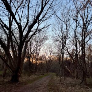 Forest and the trees and a sunset