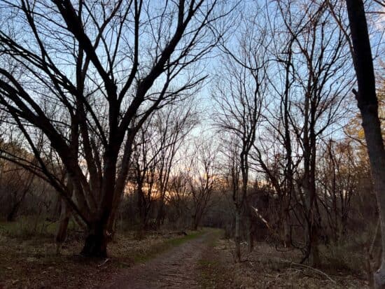 Forest and the trees and a sunset