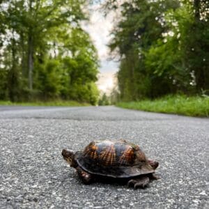 turtle on pavement.
