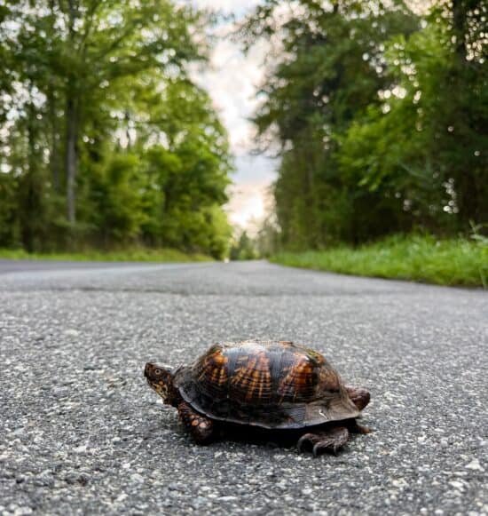 turtle on pavement.